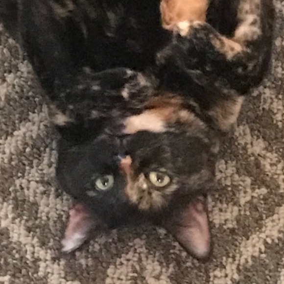 Meet your Posher, Michele - Picture 4 of 8